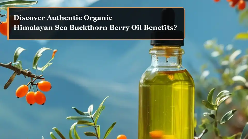 Discover Authentic Organic Himalayan Sea Buckthorn Berry Oil Benefits?